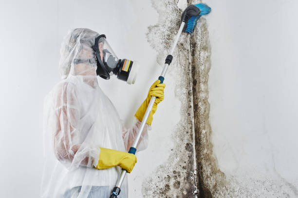 Best Basement Mold Remediation in Meridian, PA