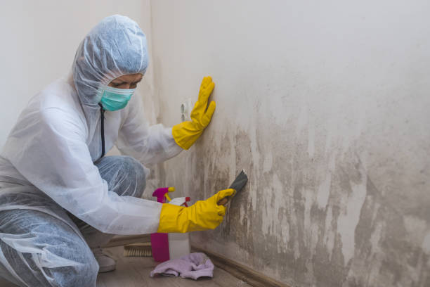 Best Mold Testing and Inspection Services in Meridian, PA