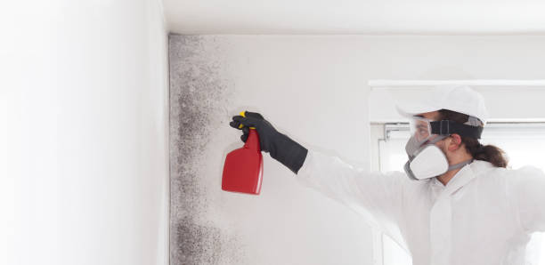 Best Emergency Mold Remediation in Meridian, PA