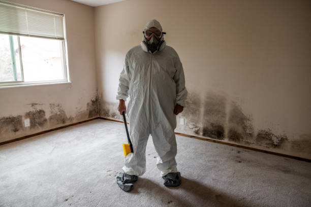 Best Residential Mold Remediation in Meridian, PA