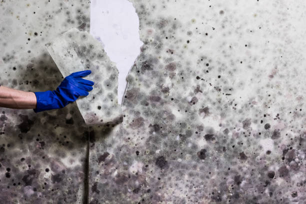 Best Preventive Mold Services in Meridian, PA